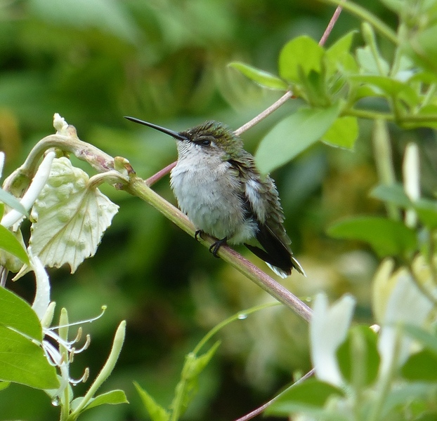 Ruby-throated Hummingbird